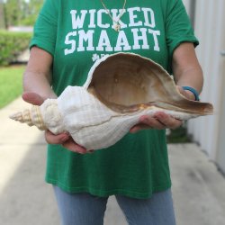 15 inch Horse Conch 