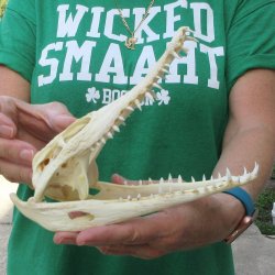 8 inches Authentic Nile Crocodile Skull (Cites #P000044854)