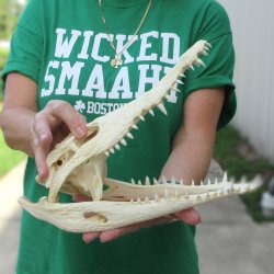 12 inches Authentic Nile Crocodile Skull (Cites #P000044854)