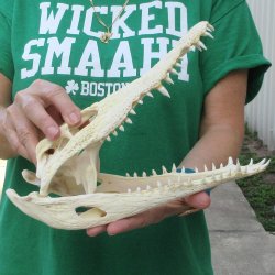 11 inches Authentic Nile Crocodile Skull (Cites #P000044854)