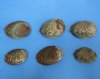 Wholesale Pink Abalone Shells, Haliotis Corrugata, Commercial Grade With Natural Imperfections, some have a clear coating on the shells 3" to 4" - Packed: 12 pc @ $2.90; Packed: 60 pcs @ $2.55 each  