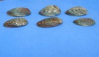 Wholesale Pink Abalone Shells 3" to 4" - 12 pc @ $2.90; 60 pcs @ $2.55 each