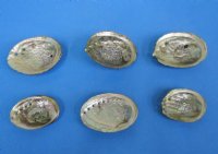 Wholesale Pink Abalone Shells 3" to 4" - 12 pc @ $2.90; 60 pcs @ $2.55 each