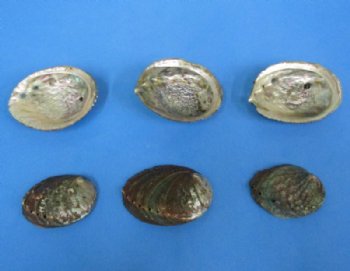 Wholesale Pink Abalone Shells 3" to 4" - 12 pc @ $2.90; 60 pcs @ $2.55 each