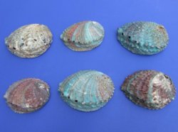Wholesale Pink Abalone Shells, Haliotis Corrugata,  4"-5" - 6 pcs @ $3.75 each;  24 pcs @ $3.35 ea