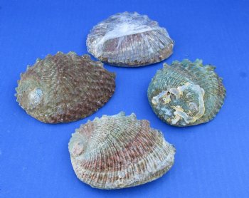 Wholesale Pink Abalone Shells in cellophane wrap, Haliotis Corrugata,  4"-5" - 6 pcs @ $3.75 each;  24 pcs @ $3.35 each 