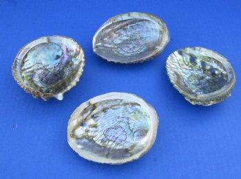 Wholesale Pink Abalone Shells in cellophane wrap, Haliotis Corrugata,  4"-5" - 6 pcs @ $3.75 each;  24 pcs @ $3.35 each 