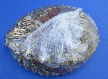 Wholesale Pink Abalone Shells in cellophane wrap, Haliotis Corrugata,  4"-5" - 6 pcs @ $3.75 each;  24 pcs @ $3.35 each 