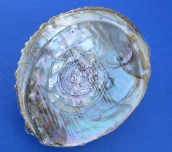 Wholesale Pink Abalone Shells in cellophane wrap, Haliotis Corrugata,  4"-5" - 6 pcs @ $3.75 each;  24 pcs @ $3.35 each 