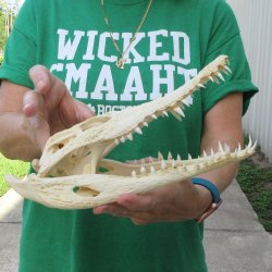 11 inches Authentic Nile Crocodile Skull (Cites #P000044854)