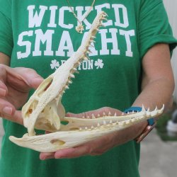8 inches Authentic Nile Crocodile Skull (Cites #P000044854)