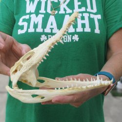 9 inches Authentic Nile Crocodile Skull (Cites #P000044854)