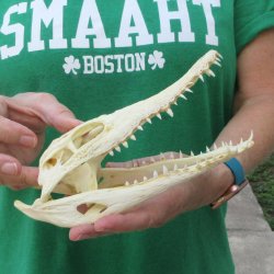 8 inches Authentic Nile Crocodile Skull (Cites #P000044854)