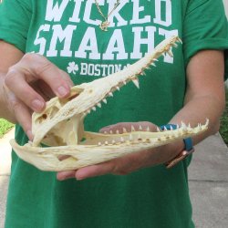 9 inches Authentic Nile Crocodile Skull (Cites #P000044854)
