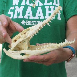 9 inches Authentic Nile Crocodile Skull (Cites #P000044854)