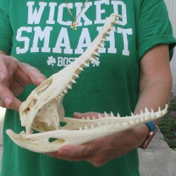 10 inches Authentic Nile Crocodile Skull (Cites #P000044854)
