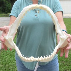 Authentic 14 inch Blacktip Shark Jaw (Carcharhinus limbatus)  for sale- $180