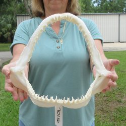 Authentic 14 inch Blacktip Shark Jaw (Carcharhinus limbatus)  for sale- $180