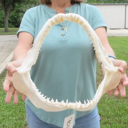 Authentic 15 inch Blacktip Shark Jaw (Carcharhinus limbatus)  for sale- $200