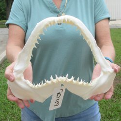 Authentic 14 inch Blacktip Shark Jaw (Carcharhinus limbatus)  for sale- $180