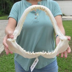 Authentic 15 inch Blacktip Shark Jaw (Carcharhinus limbatus)  for sale- $200