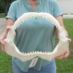 Genuine 15 inch Bull shark jaw (Carcharhinus leucas) for sale - $205