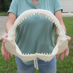 Genuine 15 inch Bull shark jaw (Carcharhinus leucas) for sale - $205