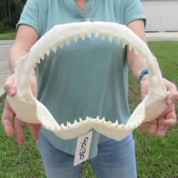Genuine 15 inch Bull shark jaw (Carcharhinus leucas) for sale - $205