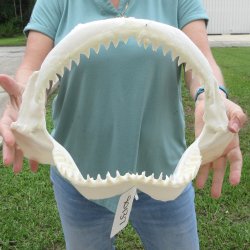 Genuine 14 inch Bull shark jaw (Carcharhinus leucas) for sale - $185
