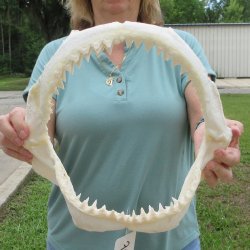 Genuine 13 inch Bull shark jaw (Carcharhinus leucas) for sale - $165