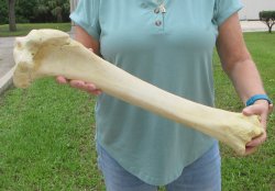 24" Giraffe Tibia Leg Bone - $95