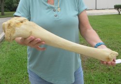23" Giraffe Tibia Leg Bone - $95