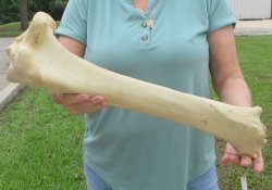 22" Giraffe Tibia Leg Bone - $95