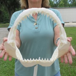 Genuine 13 inch Bull shark jaw (Carcharhinus leucas) for sale - $165