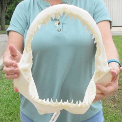 Genuine 12 inch Bull shark jaw (Carcharhinus leucas) for sale - $145