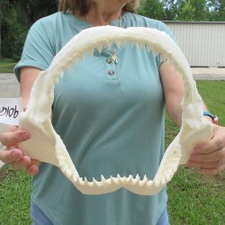 Genuine 12 inch Bull shark jaw (Carcharhinus leucas) for sale - $145