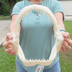 Genuine 12 inch Bull shark jaw (Carcharhinus leucas) for sale - $145