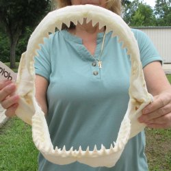 Genuine 12 inch Bull shark jaw (Carcharhinus leucas) for sale - $145