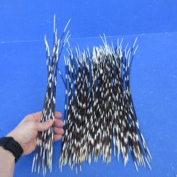One Hundred African Porcupine Quills 12" to 15"
