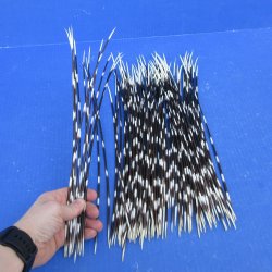 One Hundred African Porcupine Quills 12" to 15"