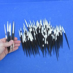 One Hundred Fat African Porcupine Quills 3" to 5"
