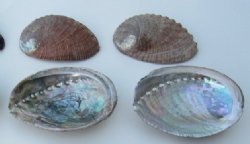 3 to 4 inches Green Abalone Shells for crafts  (5 pcs, 50 pcs)