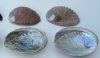 3 inch to 4 inches Green Abalone Shells, Commercial grade with natural imperfections for crafts - Packed: 10 pcs @ $2.50 each; Packed: 50 pcs @ $2.25 each