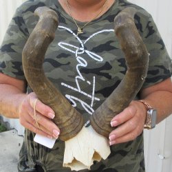 B-Grade 16" Horns on Female Red Hartebeest Skull Plate 