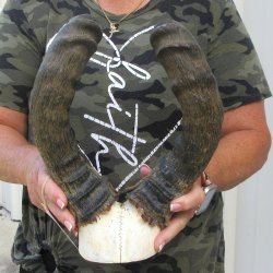B-Grade 20" Horns on Male Red Hartebeest Skull Plate 
