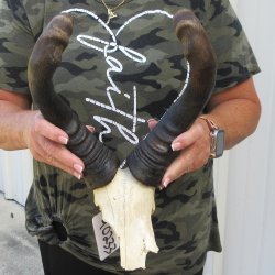 B-Grade 16" Horns on Female Red Hartebeest Skull Plate 