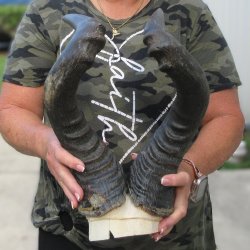 B-Grade 22" Horns on Male Red Hartebeest Skull Plate 
