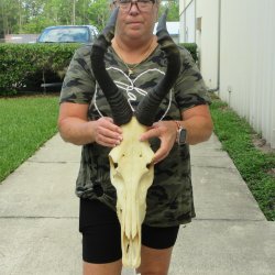 B-Grade 19" Horns on 17" Red Hartebeest Skull 