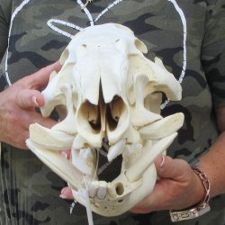 14" African Bushpig Skull 
