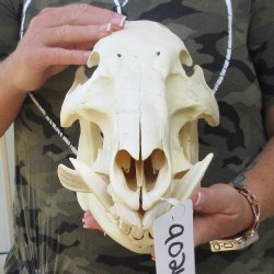 14" African Bushpig Skull 